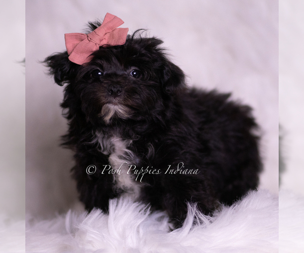 Medium Photo #3 Morkie Puppy For Sale in WARSAW, IN, USA