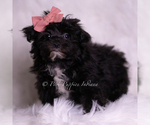 Small #2 Morkie