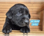 Small Photo #21 Labrador Retriever Puppy For Sale in EDGEWOOD, TX, USA