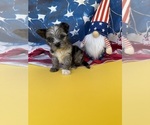 Small Yorkshire Terrier