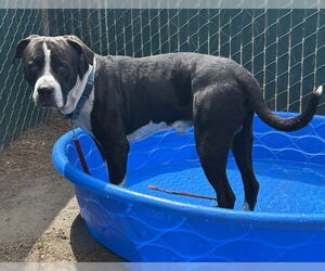 American Pit Bull Terrier-Unknown Mix Dogs for adoption in San Bernardino, CA, USA
