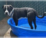 Small American Pit Bull Terrier Mix