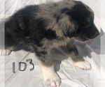 Small Photo #30 Australian Shepherd Puppy For Sale in SUNNYVALE, CA, USA