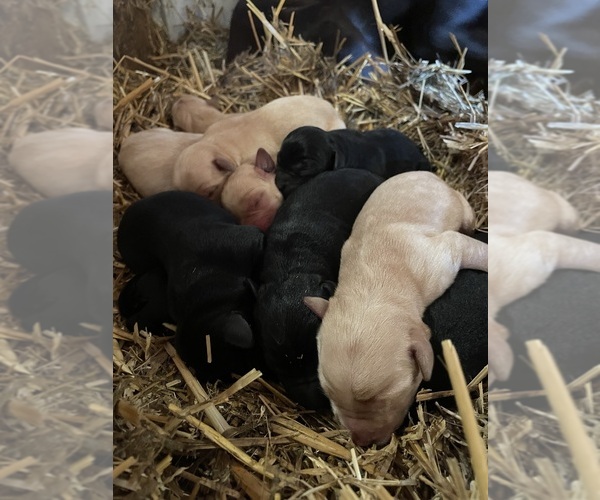 Medium Photo #4 Labrador Retriever Puppy For Sale in DIMOCK, SD, USA