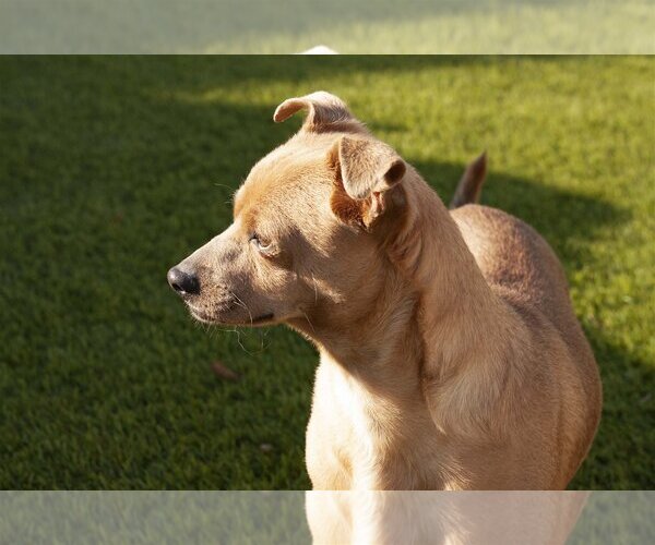Medium Photo #8 Chihuahua-Unknown Mix Puppy For Sale in La Verne, CA, USA