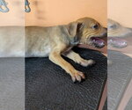 Small Photo #3 Labrador Retriever-Unknown Mix Puppy For Sale in garner, NC, USA