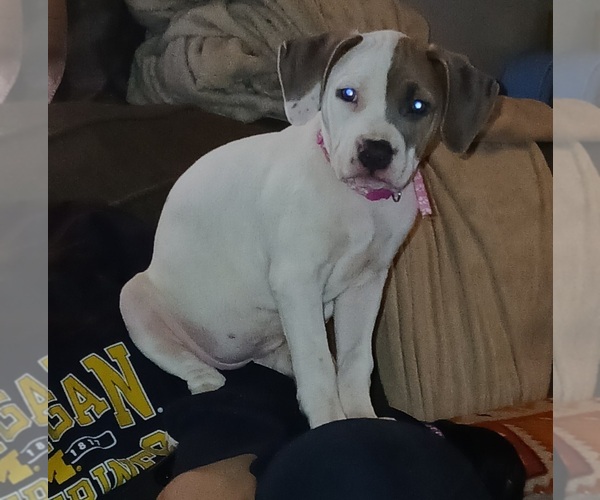 Medium Photo #1 American Staffordshire Terrier Puppy For Sale in UNIONTOWN, PA, USA