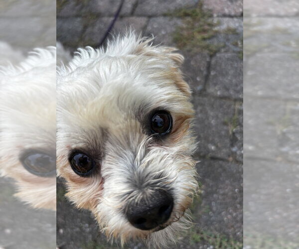 Medium Photo #8 Maltese-Unknown Mix Puppy For Sale in Oak Bluffs, MA, USA