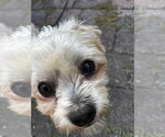 Small #7 Maltese Mix