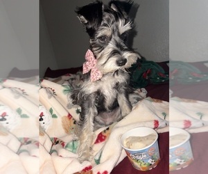 Mother of the Schnoodle (Miniature) puppies born on 08/22/2026