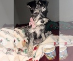 Small Photo #1 Schnoodle (Miniature) Puppy For Sale in HOUSTON, TX, USA