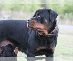 Mother of the Rottweiler puppies born on 02/18/2023