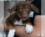 Small #2 Australian Shepherd Mix