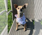 Small #5 Chihuahua Mix