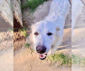 Madison - Female Great Pyrenees Dog for Adoption - Photo #5