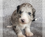 Small Photo #2 Aussiedoodle Puppy For Sale in DOWELLTOWN, TN, USA