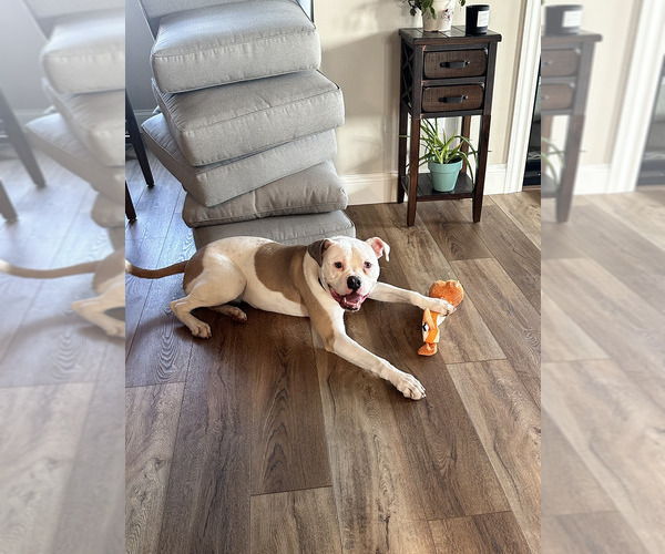 Medium Photo #3 American Bulldog Puppy For Sale in SHELBY, OH, USA
