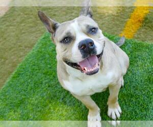 ROZ - Female American Staffordshire Terrier-Unknown Mix Dog for Adoption - Photo #2