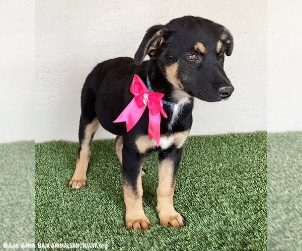 Medium Photo #3 Huskies -Rottweiler Mix Puppy For Sale in San Diego, CA, USA
