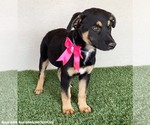 Small #2 Huskies -Rottweiler Mix