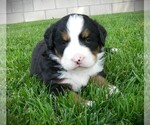 Puppy Opal Bernese Mountain Dog