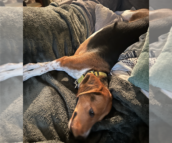 Medium Photo #4 Beagle Puppy For Sale in Tampa, FL, USA