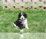 Small #2 Bernedoodle