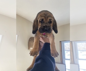 Bloodhound Puppy for sale in BYFIELD, MA, USA