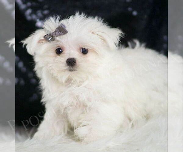 Medium Photo #3 Maltese Puppy For Sale in WARSAW, IN, USA