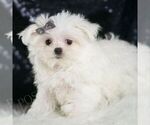 Small #2 Maltese