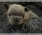 Small Photo #4 French Bulldog Puppy For Sale in MIDLOTHIAN, TX, USA