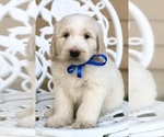 Small Photo #10 Labradoodle Puppy For Sale in COVINGTON, TX, USA