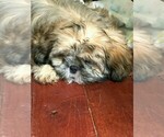 Small Photo #4 Shih Tzu Puppy For Sale in MYRTLE BEACH, SC, USA