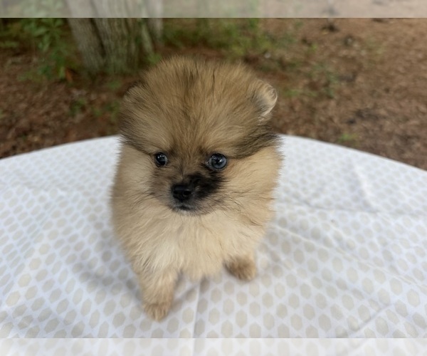 Medium Photo #1 Pomeranian Puppy For Sale in WILMINGTON, NC, USA