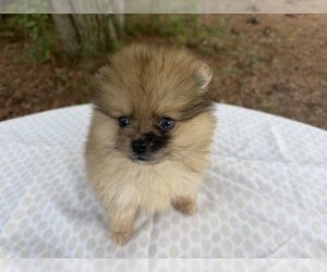 Pomeranian Puppy for sale in WILMINGTON, NC, USA