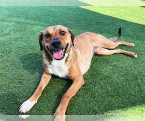 Chesapeake Bay Retriever-Unknown Mix Dogs for adoption in Orange, CA, USA