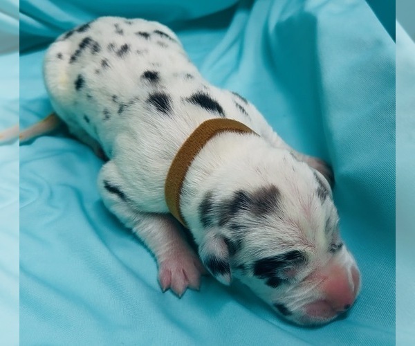 Medium Photo #1 Great Dane Puppy For Sale in MARSHVILLE, NC, USA