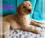 Small #1 Golden Retriever