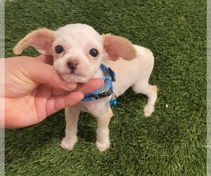 Chihuahua Puppy for sale in ROSEMEAD, CA, USA