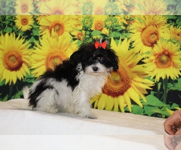 Medium Photo #2 Goldendoodle (Miniature) Puppy For Sale in DYERSBURG, TN, USA