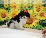 Bubbles - Female Goldendoodle (Miniature) Puppy for Sale - Photo #2