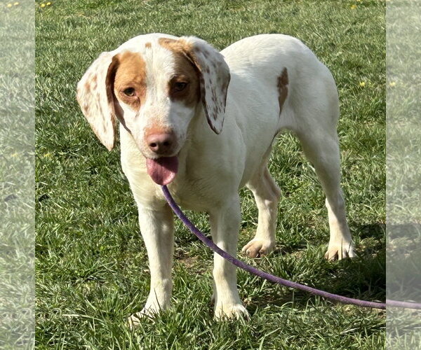 Medium Photo #1 Beagle-Brittany Mix Puppy For Sale in Batavia, OH, USA