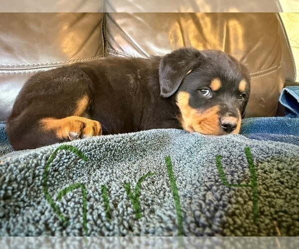 Medium Photo #6 Rottweiler Puppy For Sale in LAFAYETTE, IN, USA