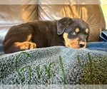 Small Photo #6 Rottweiler Puppy For Sale in LAFAYETTE, IN, USA