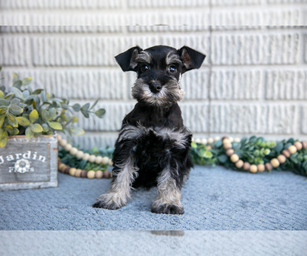 Medium Photo #3 Schnauzer (Miniature) Puppy For Sale in BALTIC, OH, USA