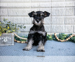 Small #2 Schnauzer (Miniature)