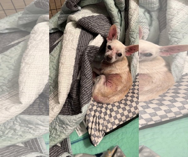 Medium Photo #1 Chihuahua Puppy For Sale in Gulfport, MI, USA