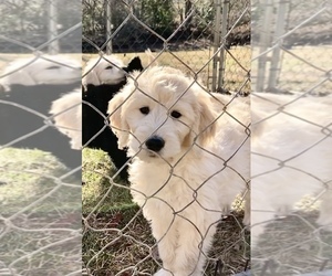 Goldendoodle Puppy for sale in THURMOND, NC, USA