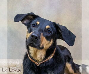 Mutt Dogs for adoption in Hot Springs Village, AR, USA