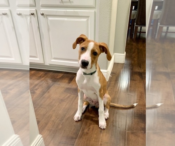 View Ad: Labrador Retriever-Miniature Australian Shepherd Mix Puppy for